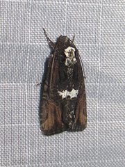 Bryolymnia semifascia