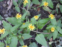 Acmella repens
