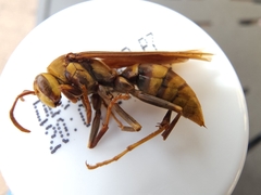 Polistes major major