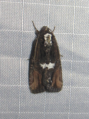 Bryolymnia semifascia