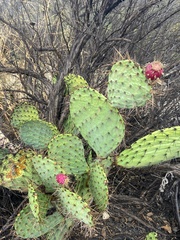 Opuntia oricola