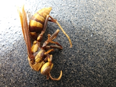Polistes major major