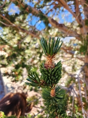 Pinus longaeva