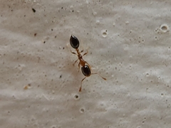Monomorium floricola