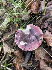 Russula xerampelina