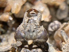 Gomphidae
