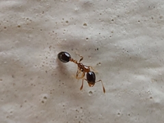 Monomorium floricola