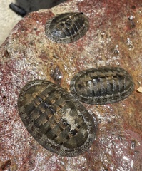 Chiton stokesii