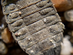 Gomphidae