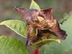 Rabdophaga rosaria