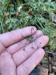 Cymopterus hallii