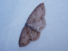 Cyclophora