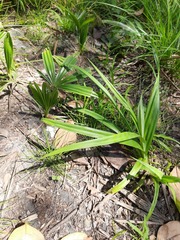 Trachycarpus fortunei