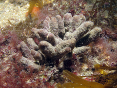Raspailia ramosa