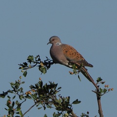 Streptopelia turtur