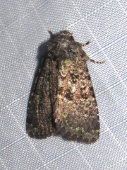 Paramiana smaragdina