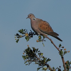 Streptopelia turtur