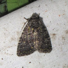 Paramiana smaragdina