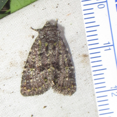 Paramiana smaragdina