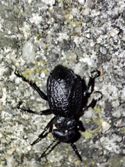 Eurymeloe