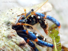Clibanarius tricolor