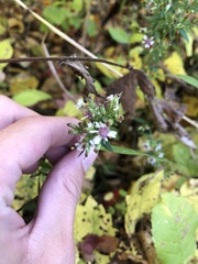 Symphyotrichum lateriflorum