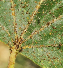 Eriococcus