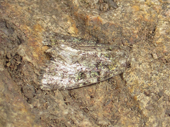 Paramiana smaragdina