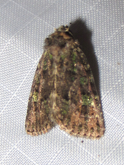 Paramiana smaragdina