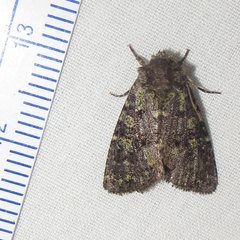 Paramiana smaragdina