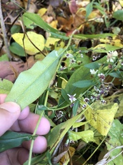 Symphyotrichum lateriflorum