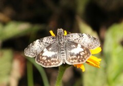 Chiomara asychis autander