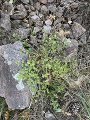 Cymopterus hallii