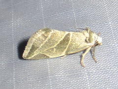 Plagiomimicus tepperi