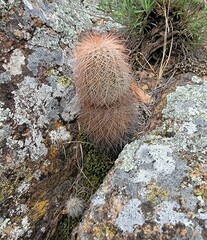 Echinocereus reichenbachii baileyi