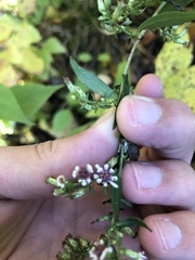Symphyotrichum lateriflorum