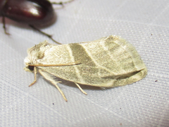 Plagiomimicus tepperi