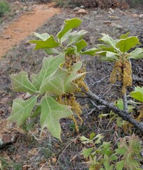 Quercus marilandica