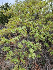 Quercus marilandica