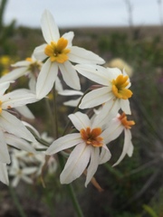 Leucocoryne coronata