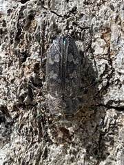 Chrysobothris femorata