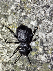 Eurymeloe