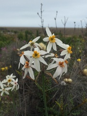 Leucocoryne coronata