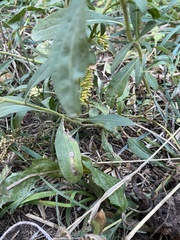 Solidago velutina sparsiflora