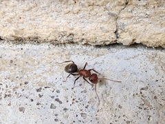 Camponotus planatus