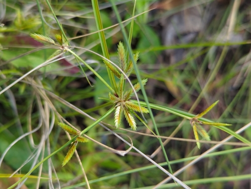 poorland flatsedge (Cyperus compressus)