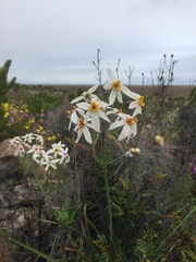 Leucocoryne coronata