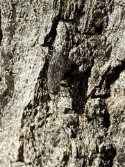 Chrysobothris femorata