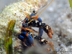 Clibanarius tricolor