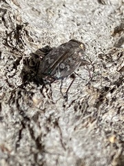 Chrysobothris femorata